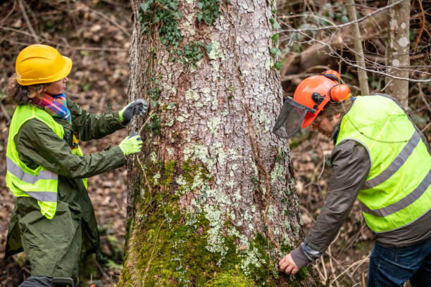 Best Emergency Tree Removal  in USA